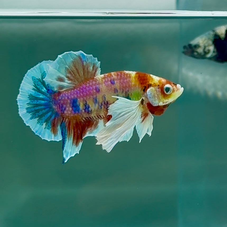 Plakat Dumbo Koi Multicolor Green Eye - Male Betta #Au55