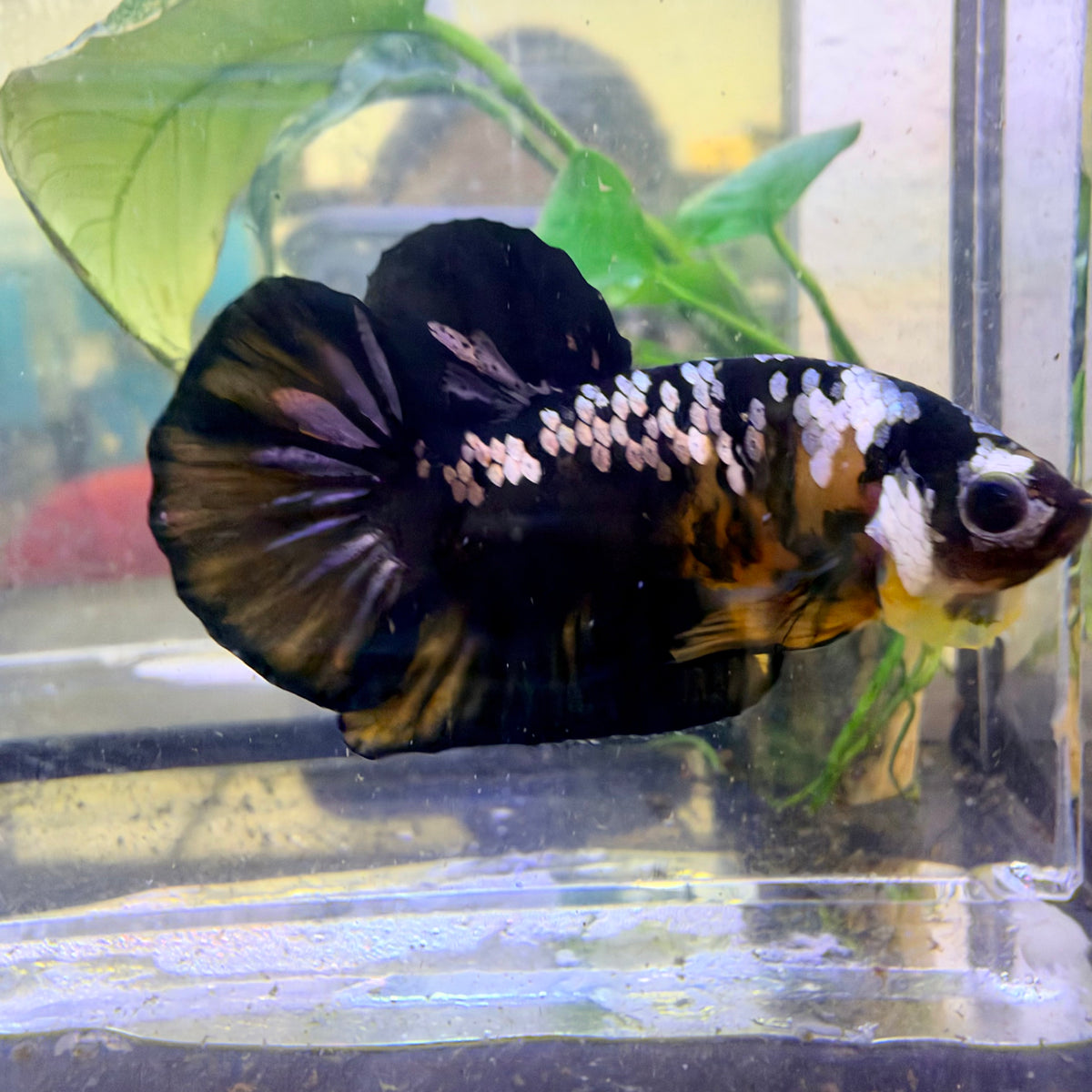 Plakat Bumble Bee Male Betta #Au73