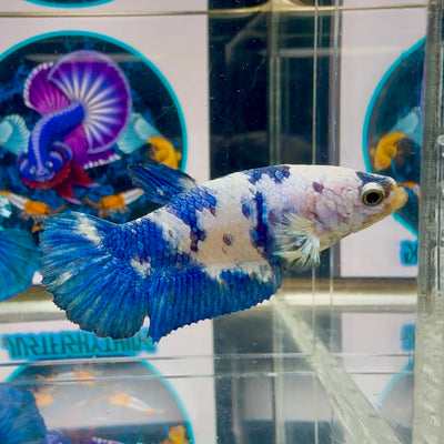 Marble Dot Plakat - Female betta M39