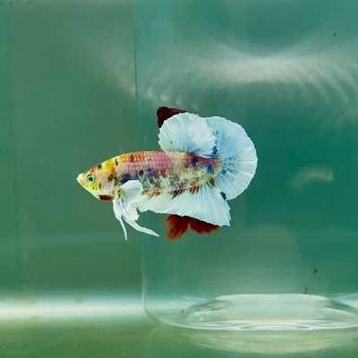 Plakat Dumbo Koi Multicolor Green Eye Male Betta #M118