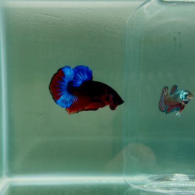 Plakat Red Fancy Hellboy Male Betta #F08