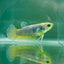 Plakat Blue Vanda Green Eye Female Betta #Au41