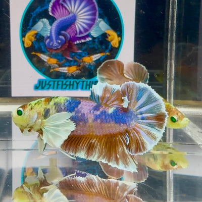 Dumbo Koi green eye- Male Betta M26