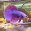 Purple Pink Halfmoon - Male Betta 081