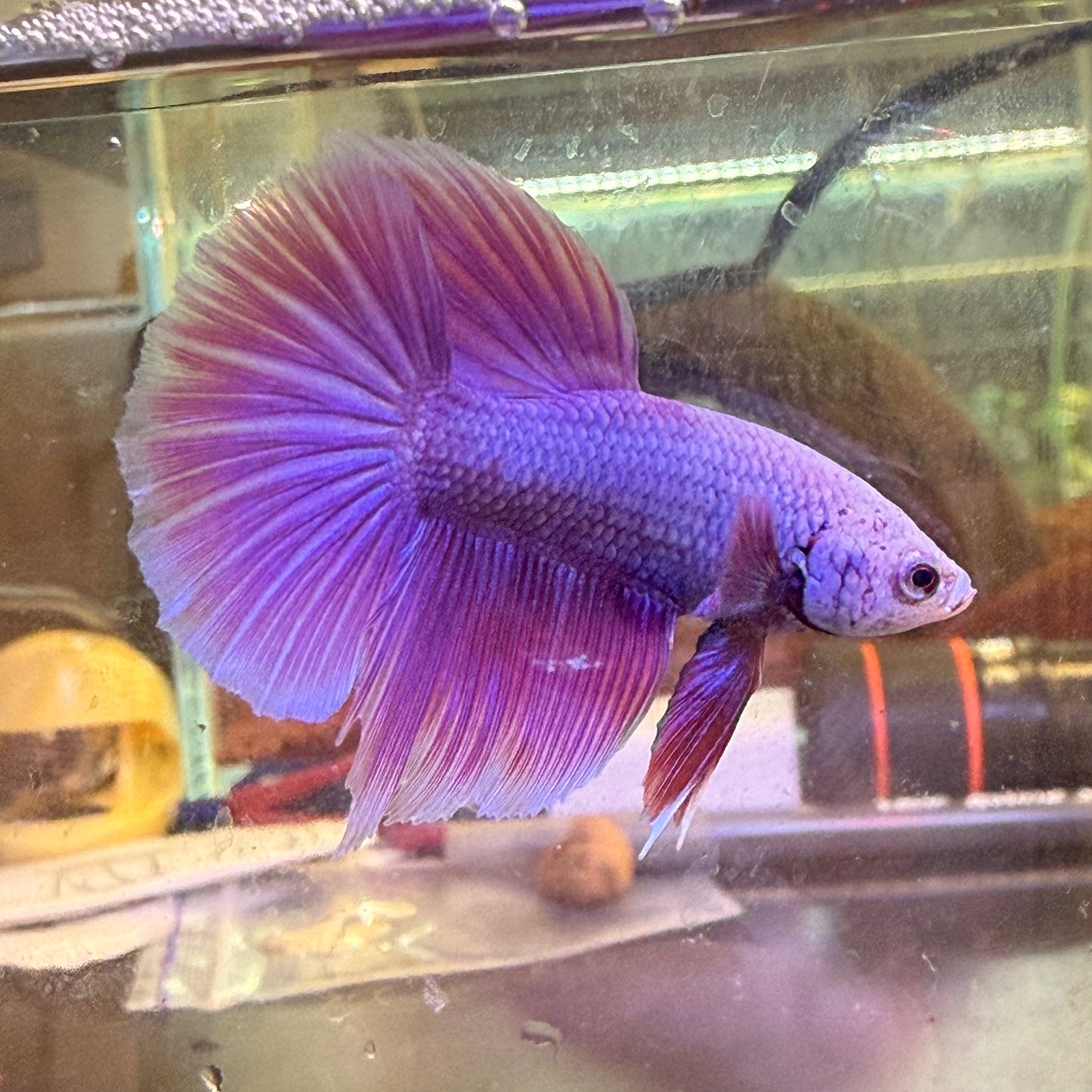 Purple Pink Halfmoon - Male Betta 081