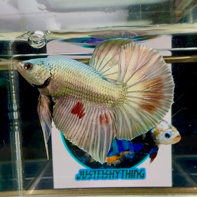 Super Copper Vandar Plakat - Male Betta M22