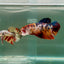 Plakat Koi Giant Female Betta #Ju07