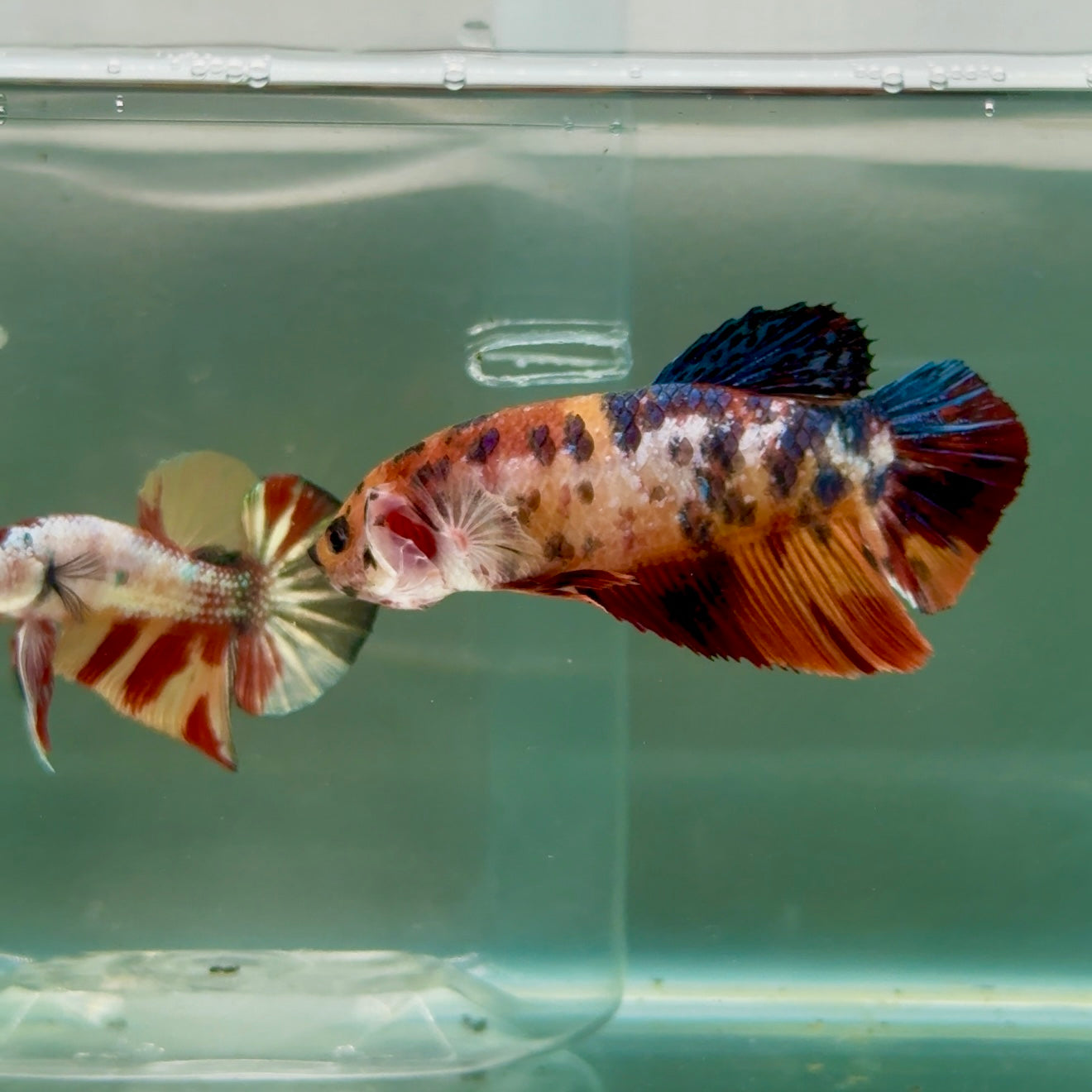 Plakat Koi Giant Female Betta #Ju07