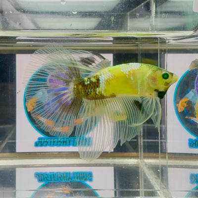 Koi Yellow Halfmoon green eye- Male Betta M29