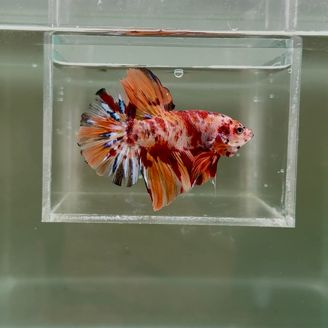 [Rare] Young Giant Nemo S48 Plakat - Male Betta