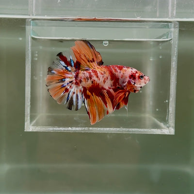 [Rare] Young Giant Nemo S48 Plakat - Male Betta