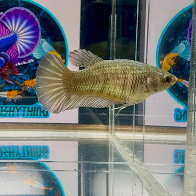 Super Copper Plakat - Female betta M25