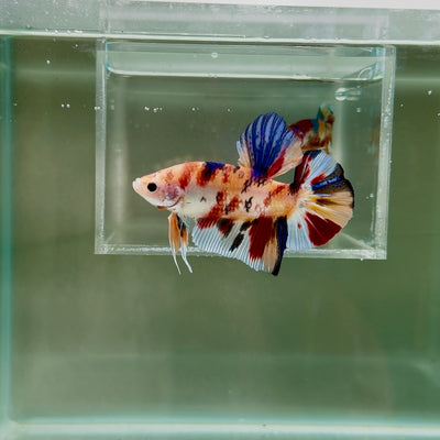 [Rare] Young Giant Koi Multicolor S52 Plakat - Male Betta