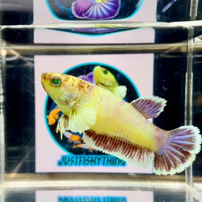 Dumbo Koi green eye - Female betta M48