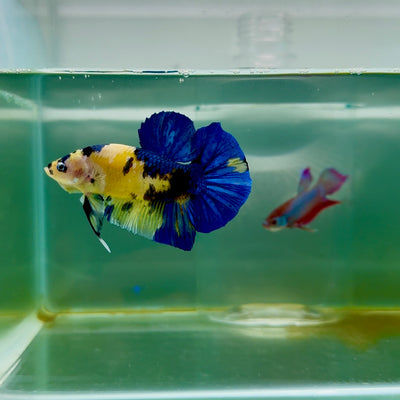 Plakat Koi Yellow Male Betta Giant #M107