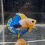 Yellow Fancy Copper Blue Star A01 Plakat - Male Betta