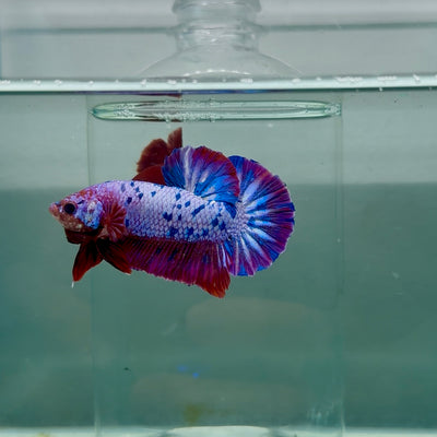 Plakat Nemo Purple Dot Male Betta #M130