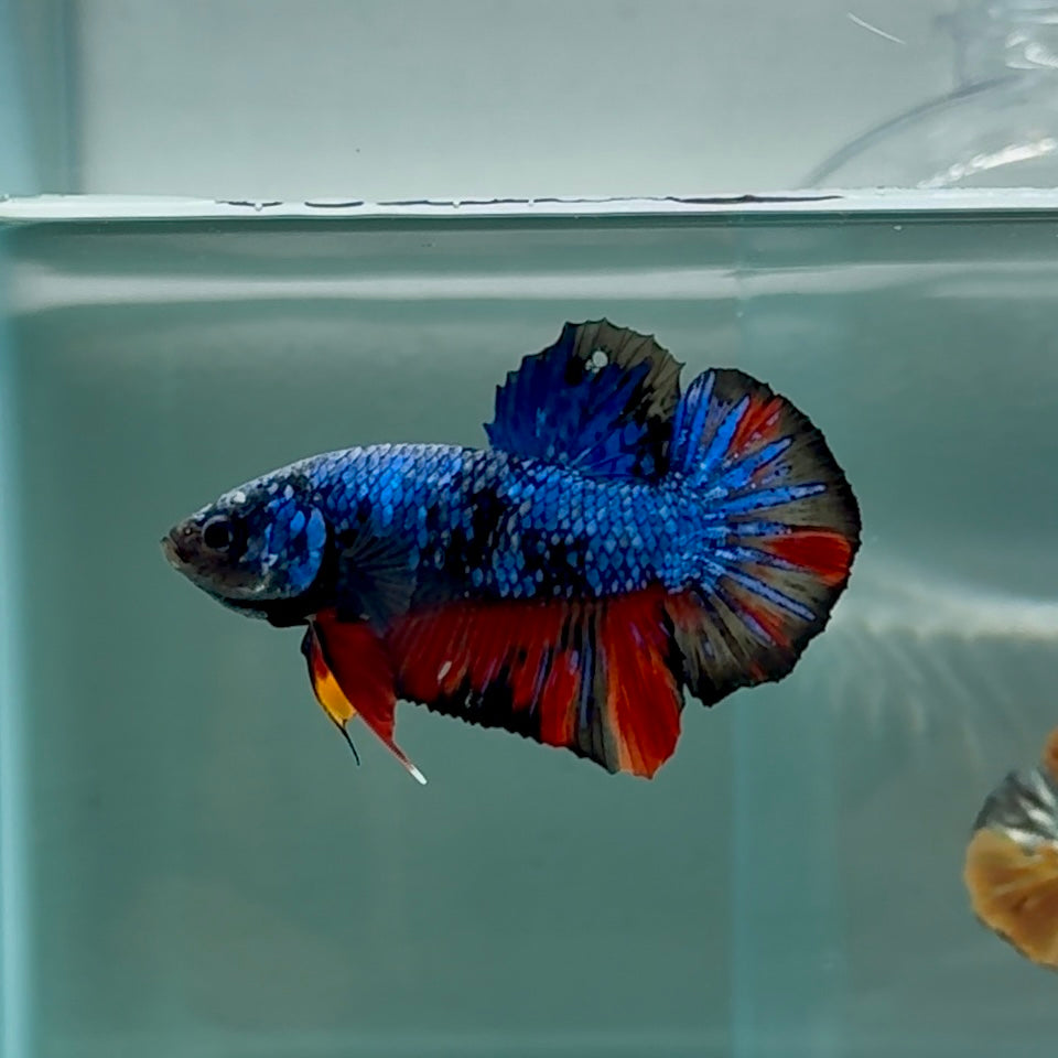 Plakat Avatar Nemo Galaxy Male Betta #Au18