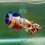 Plakat Koi Multicolor Giant Female Betta #Ju08