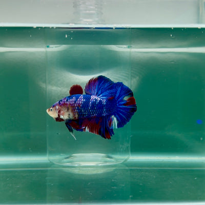 Plakat Koi Multicolor Male Betta Giant #M101