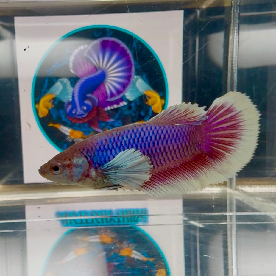 Dumbo Lavender Blue light Halfmoon - Female betta M43