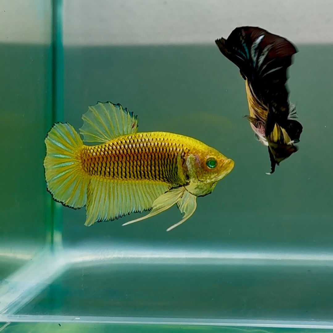Plakat Mustard Yellow Neon Male Betta #Se11