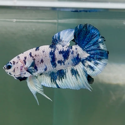 Plakat Marble Dot Male Betta #Au44