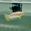 Plakat Gold Pastel Female Betta #Au42