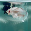 Dumbo Big Ear White Plakat - Male Betta #Au52