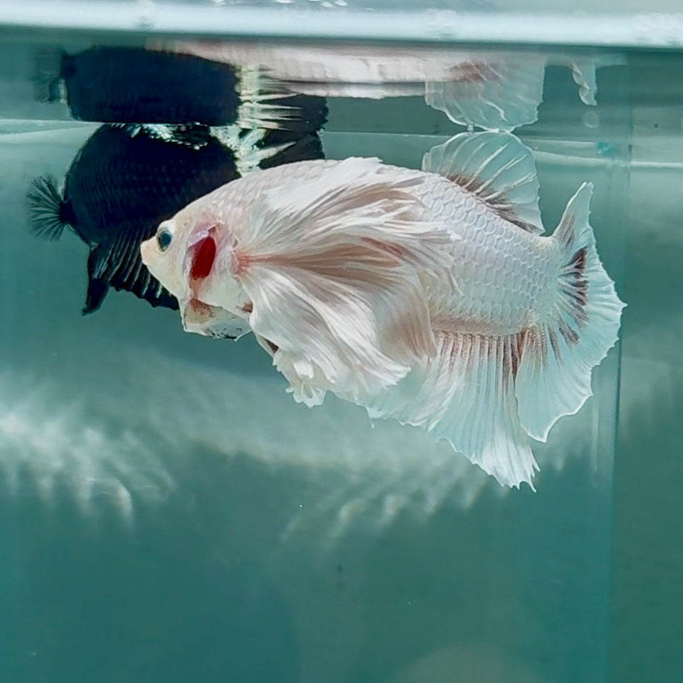 Dumbo Big Ear White Plakat - Male Betta #Au52