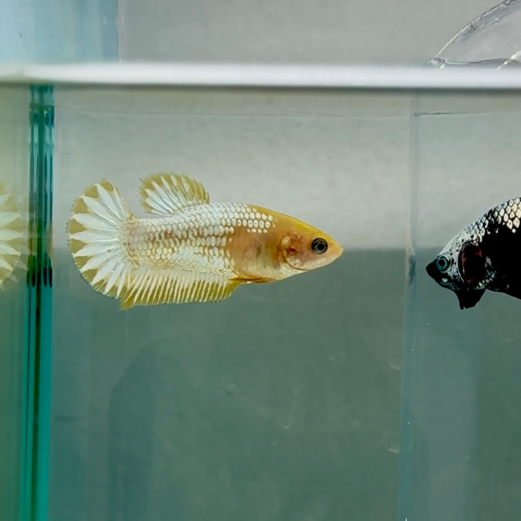 Plakat Yellow Fancy Copper Female Betta #Au59