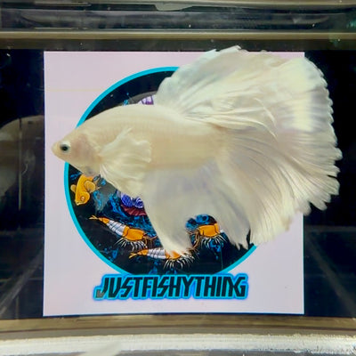 Dumbo White Halfmoon - Male Betta M41