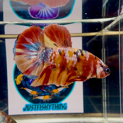 Koi Multicolor - Male Betta M59