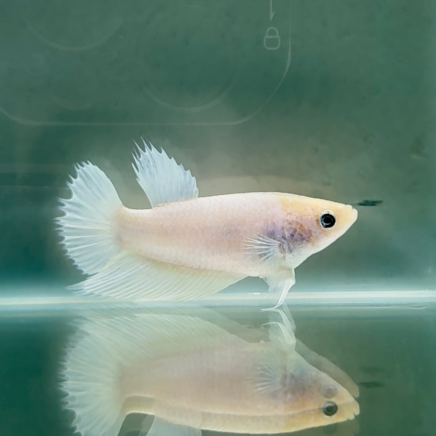 Crowtail White Pastel Female Betta #Au50