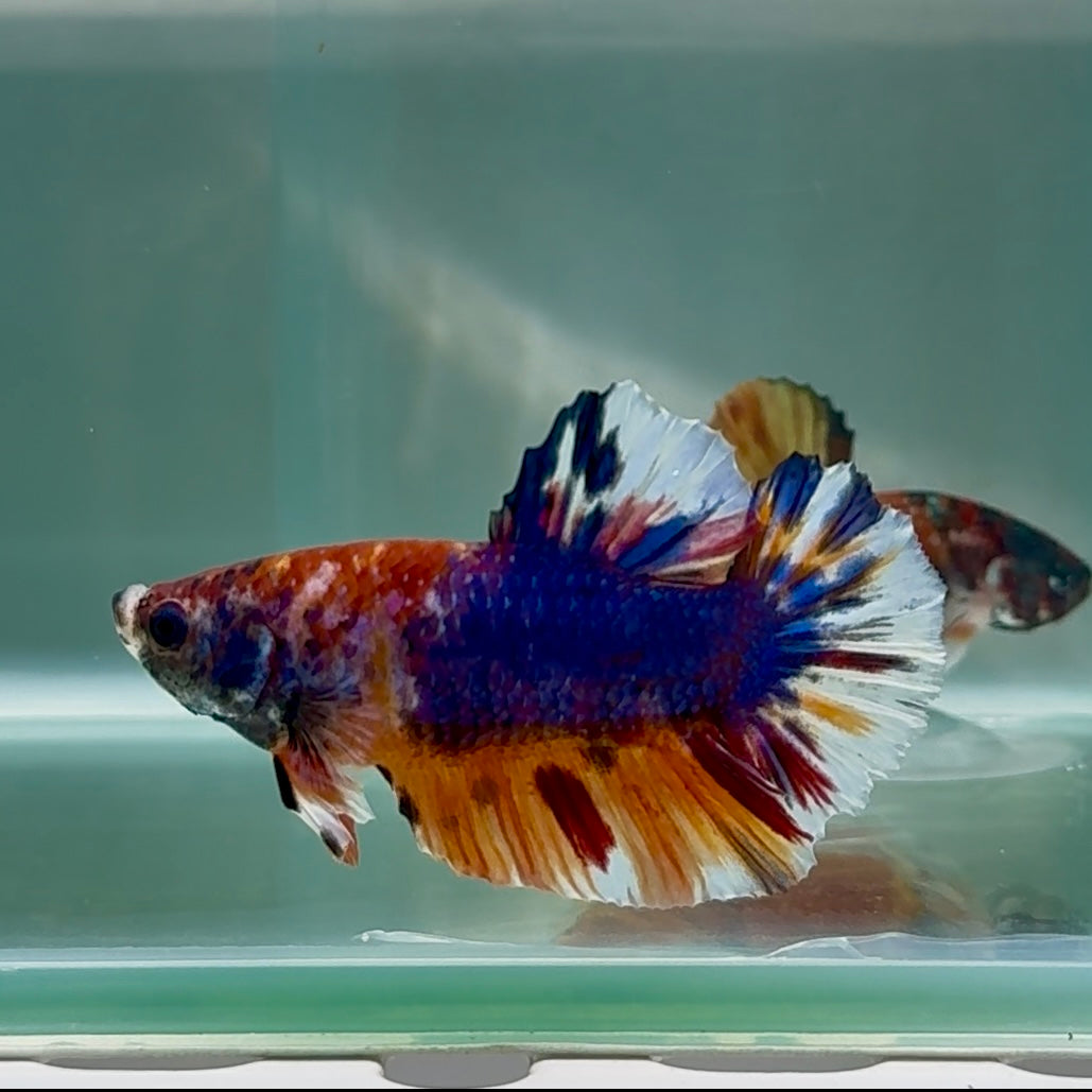 Plakat Nemo Multicolor Male Betta #Au87