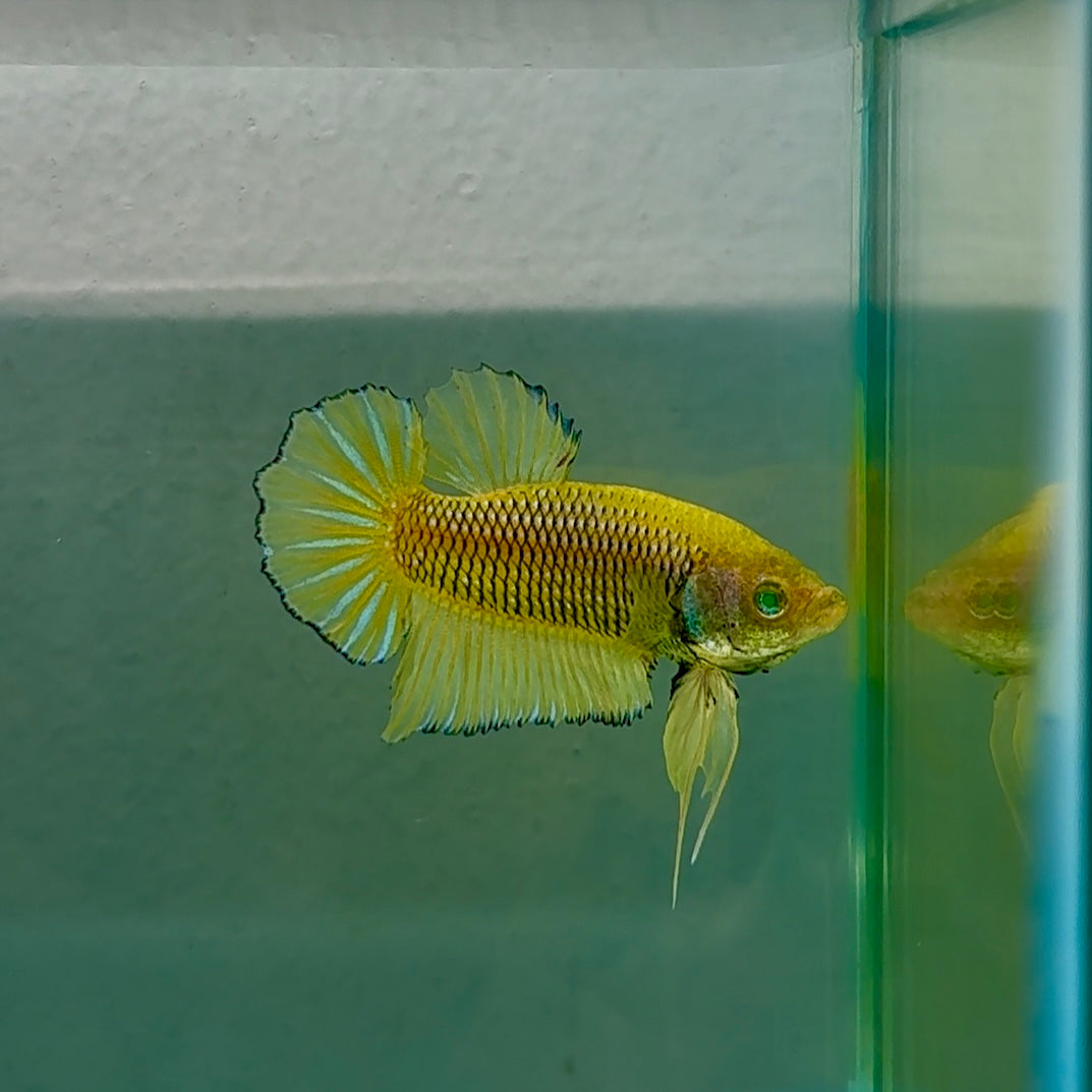 Plakat Mustard Yellow Neon Male Betta #Se11
