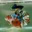 Plakat Koi Copper Multicolor Male Betta Giant #Jul01