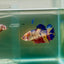 Plakat Koi Multicolor Giant Female Betta #Ju08