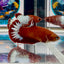 Red Fancy Hellboy Startail Plakat - Female betta M17