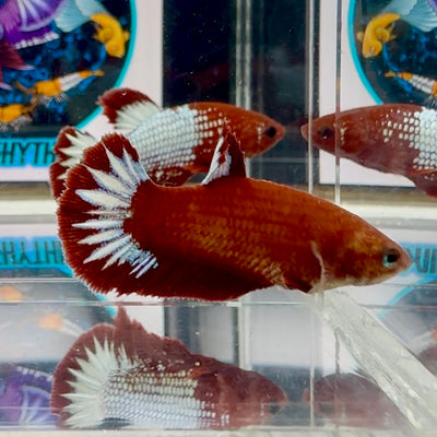 Red Fancy Hellboy Startail Plakat - Female betta M17