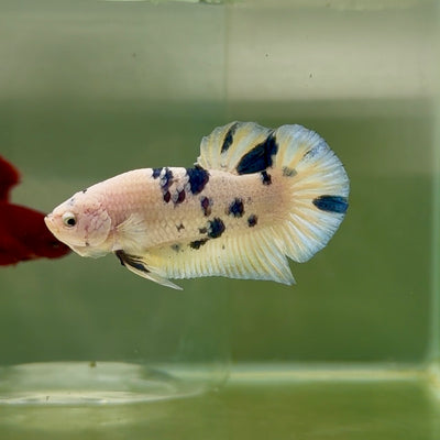 Plakat Marble Dot Male Betta #M125