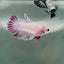 Crowtail Pink Pastel Female Betta #Au48