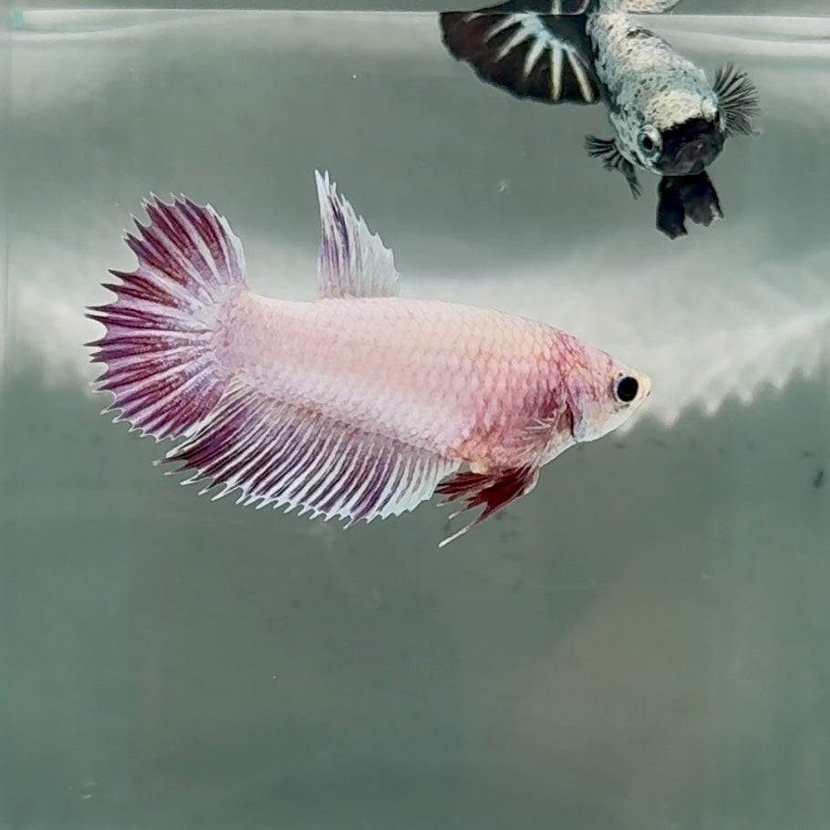 Crowtail Pink Pastel Female Betta #Au48