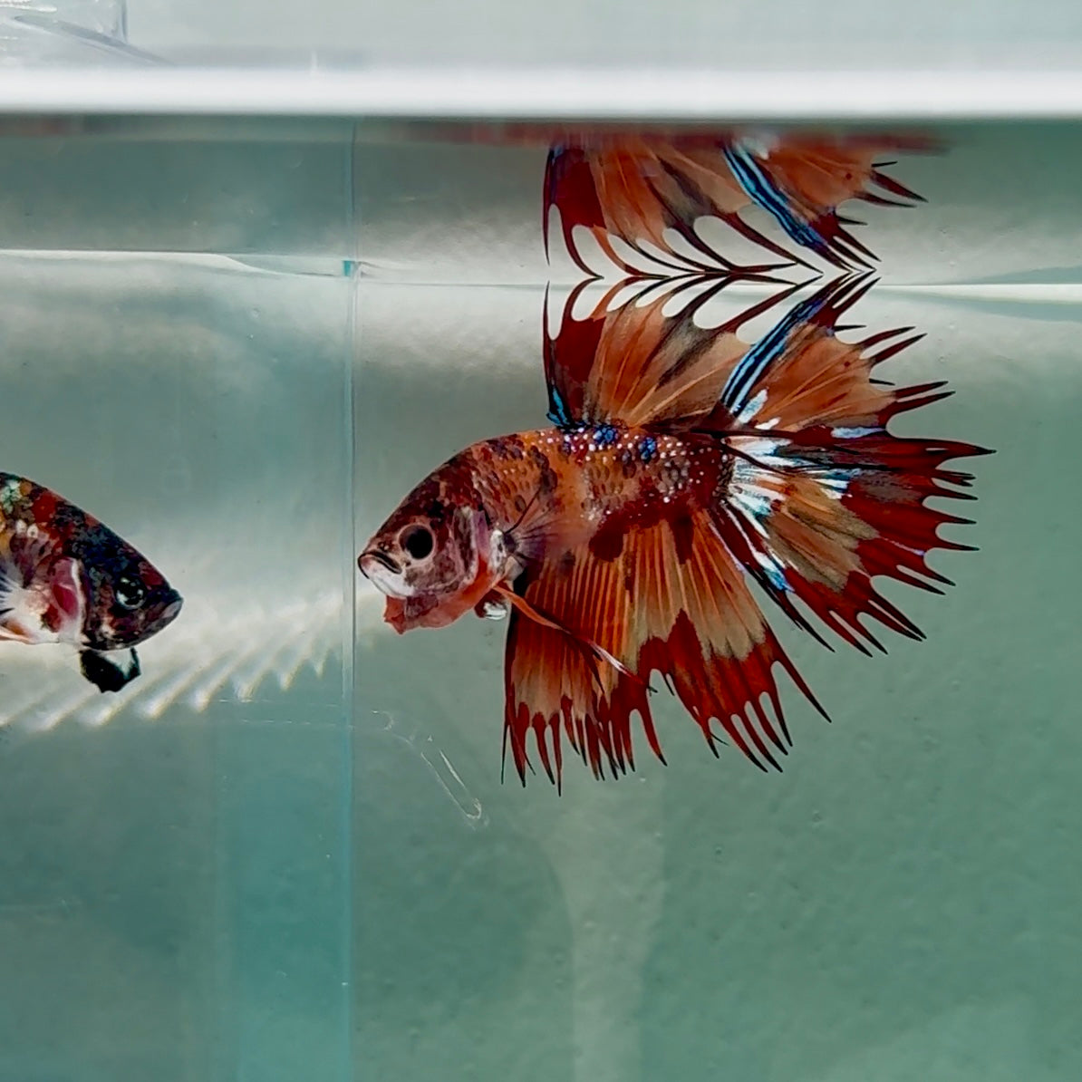 Crowtail Koi Multicolor Male Betta #Au15