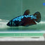 Plakat Blue Samurai Female Betta #Au08