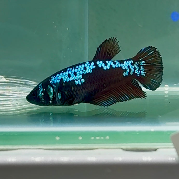 Plakat Blue Samurai Female Betta #Au08