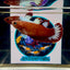 Red Fancy Hellboy Startail Plakat - Female betta M17