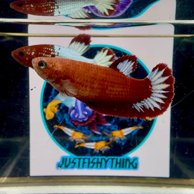 Red Fancy Hellboy Startail Plakat - Female betta M17