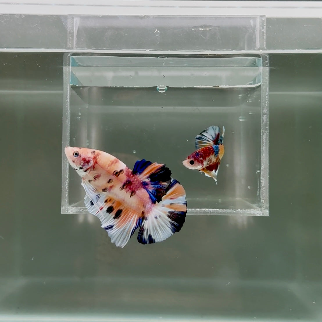 [Rare] Young Giant Koi Multicolor S69 Plakat - Male Betta