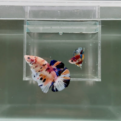 [Rare] Young Giant Koi Multicolor S69 Plakat - Male Betta